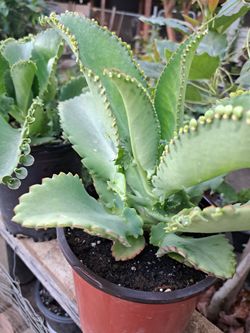 Plantas