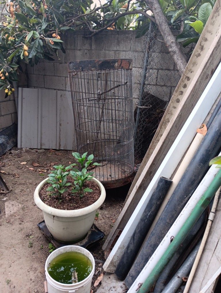 Bird cage Free