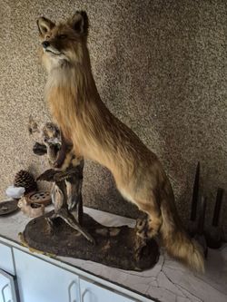 Taxidermied Red Fox