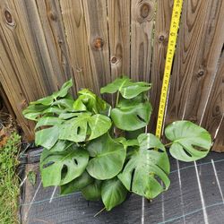 Monstera House Plants 