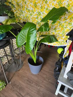Elephant Ear plant.