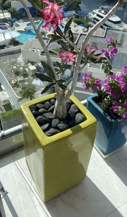 Heavy Duty Large Planter For Plants 20x11