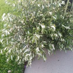 Bush de picual