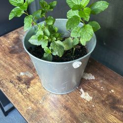 Mint Plant