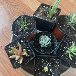 Succulents