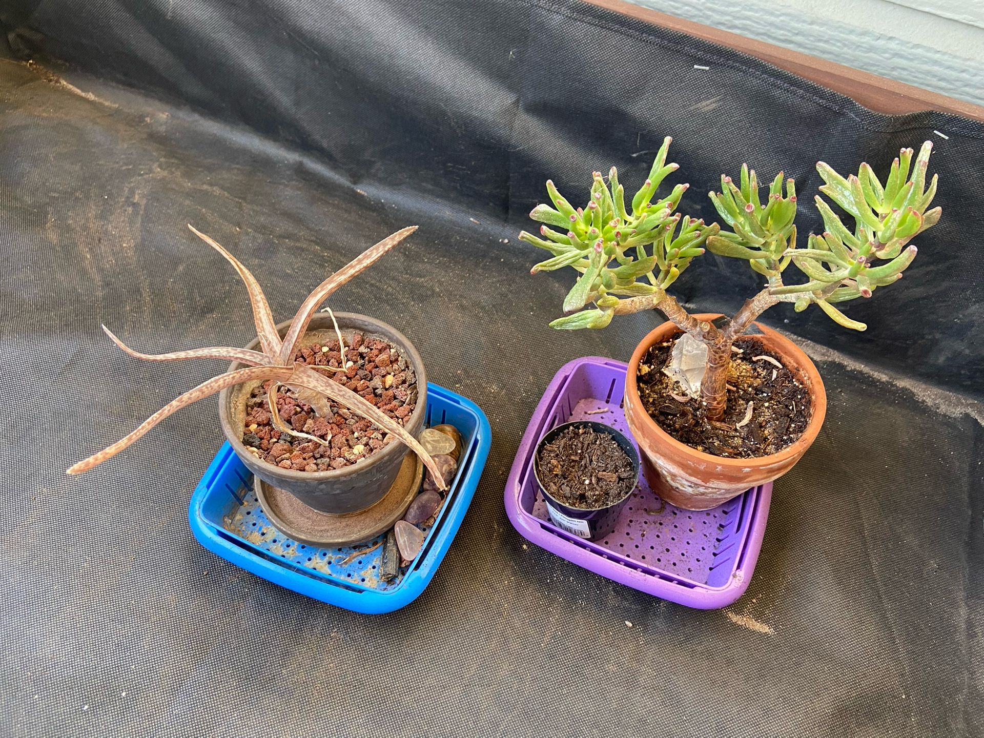 FREE PLANTS