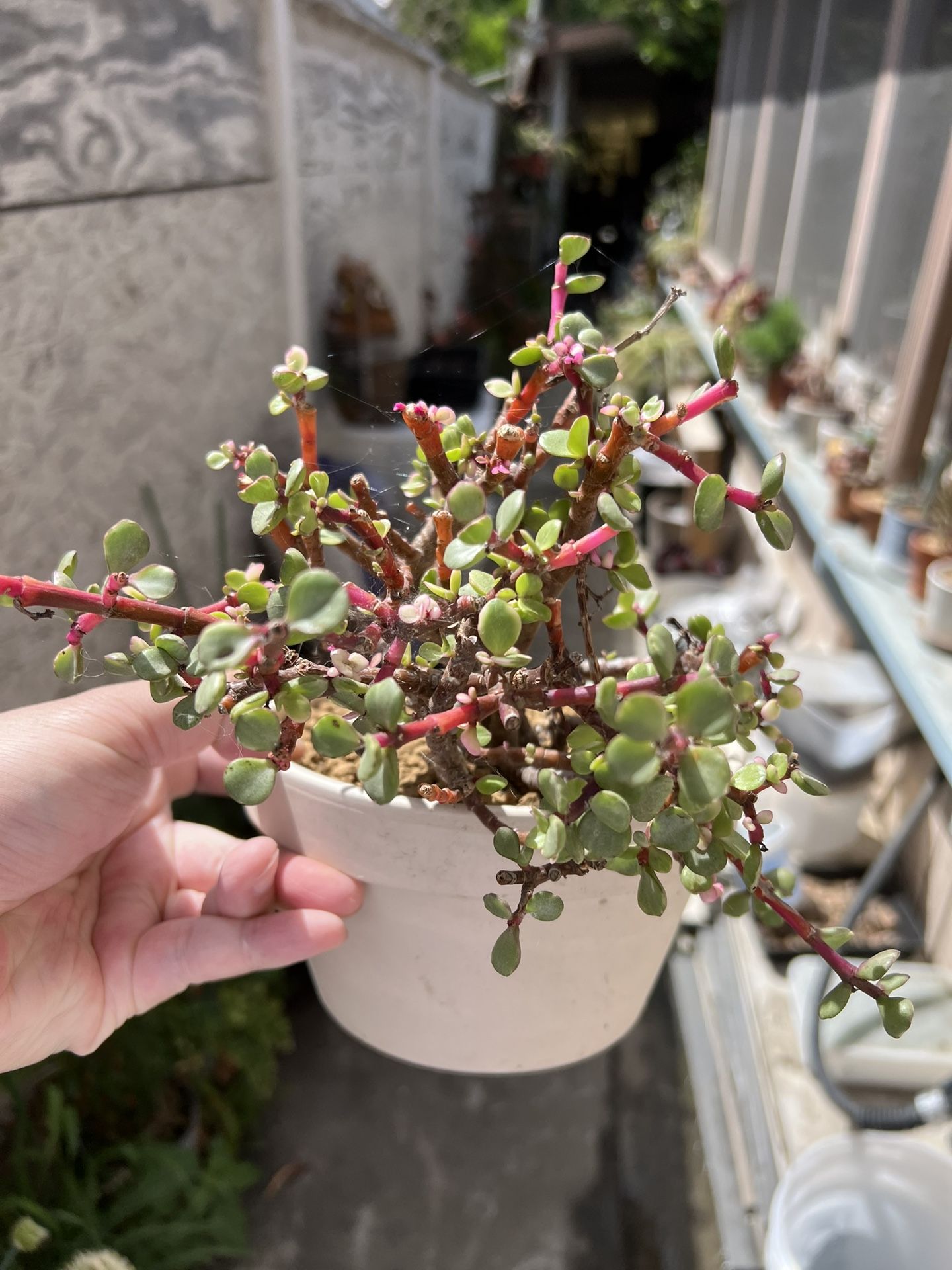 Portulacaria Afra Pink Variegated In Terracotta