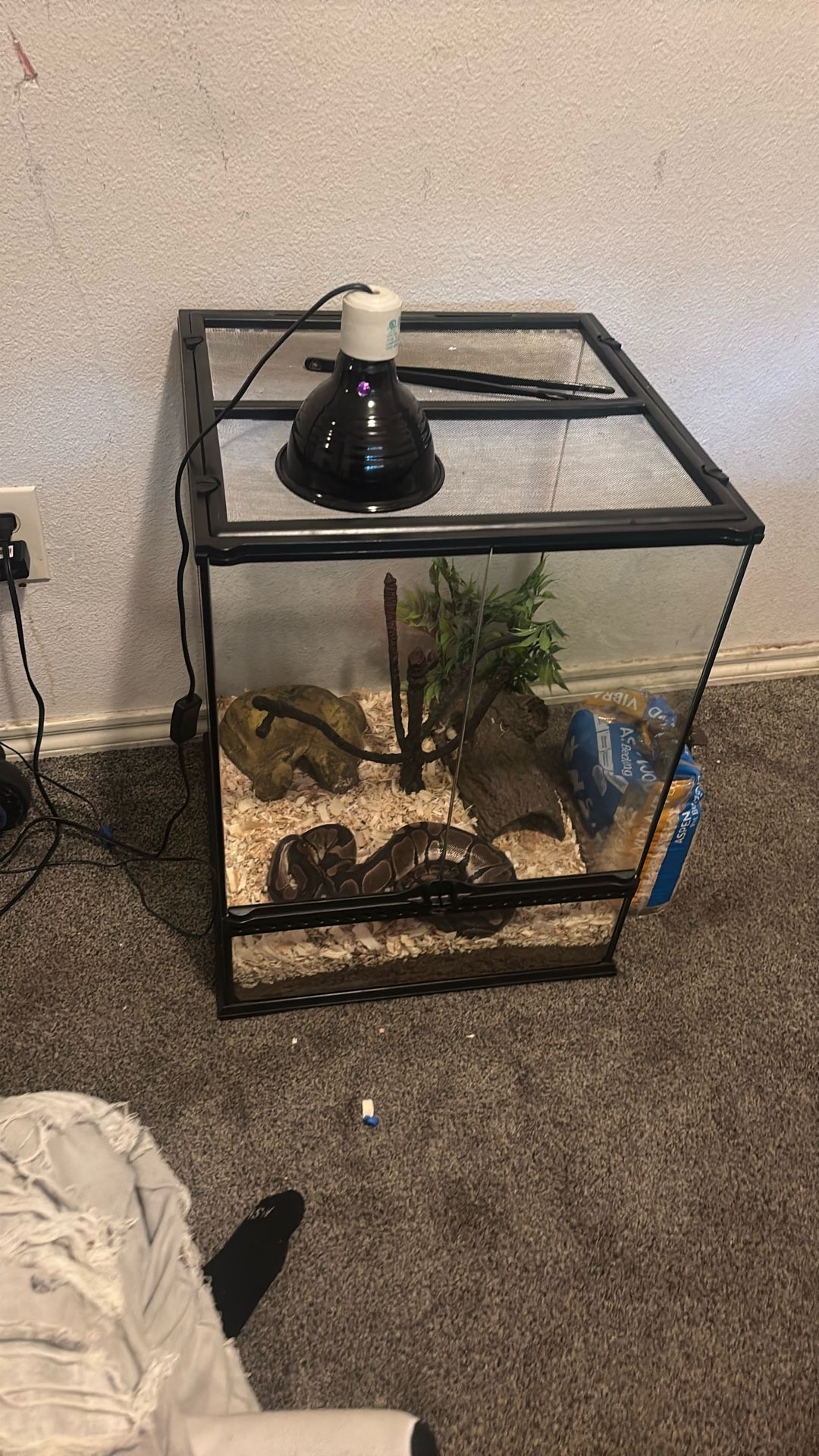 girl snake
