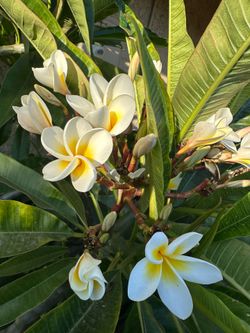 Plumeria