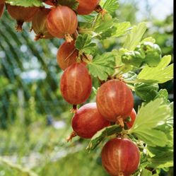 2 American Gooseberry Plants - Plug ready to play in plastic holder 