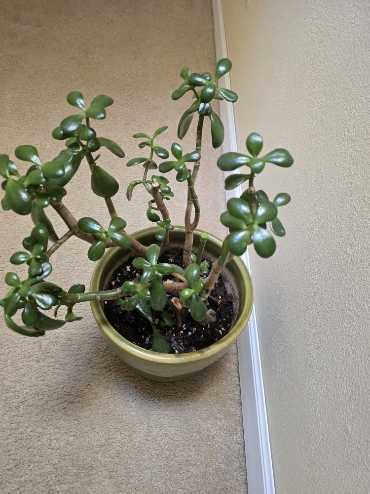 Jade In Ceramic Pot