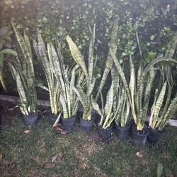 Snake Plant 