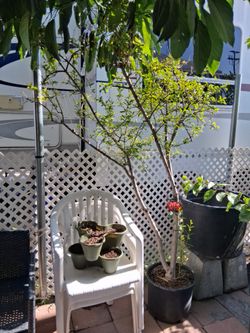 Pomegranate Tree