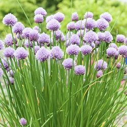 Organic chives