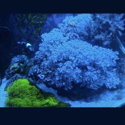 Pulsating xenia and GSP...large bag