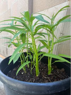 Water Spinach (Kangkong in Tagalog)