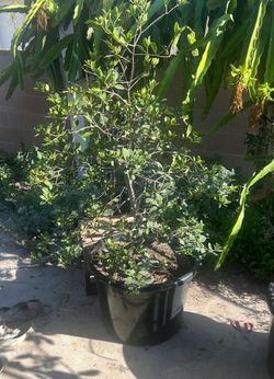 strawberry red guava tree