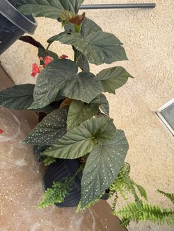 Plant 🌱