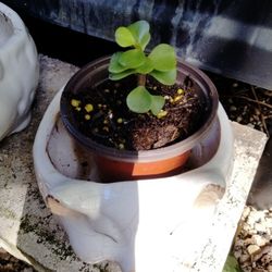 Miniature Jade Plants Succulents House Plants Potted Plant