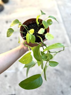 Hanging Pothos Plant