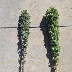 Octopus Agave Bulbils (baby plants) 