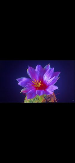 OLED Monitor