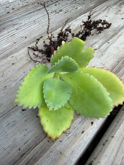 Mother of thousands (no pot