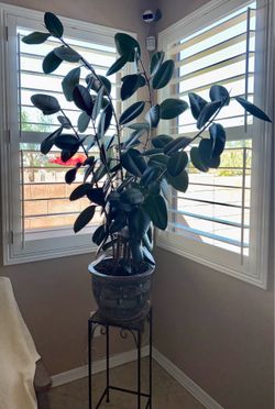 5 foot 7inch Rubber Tree Plant with Clay Pot