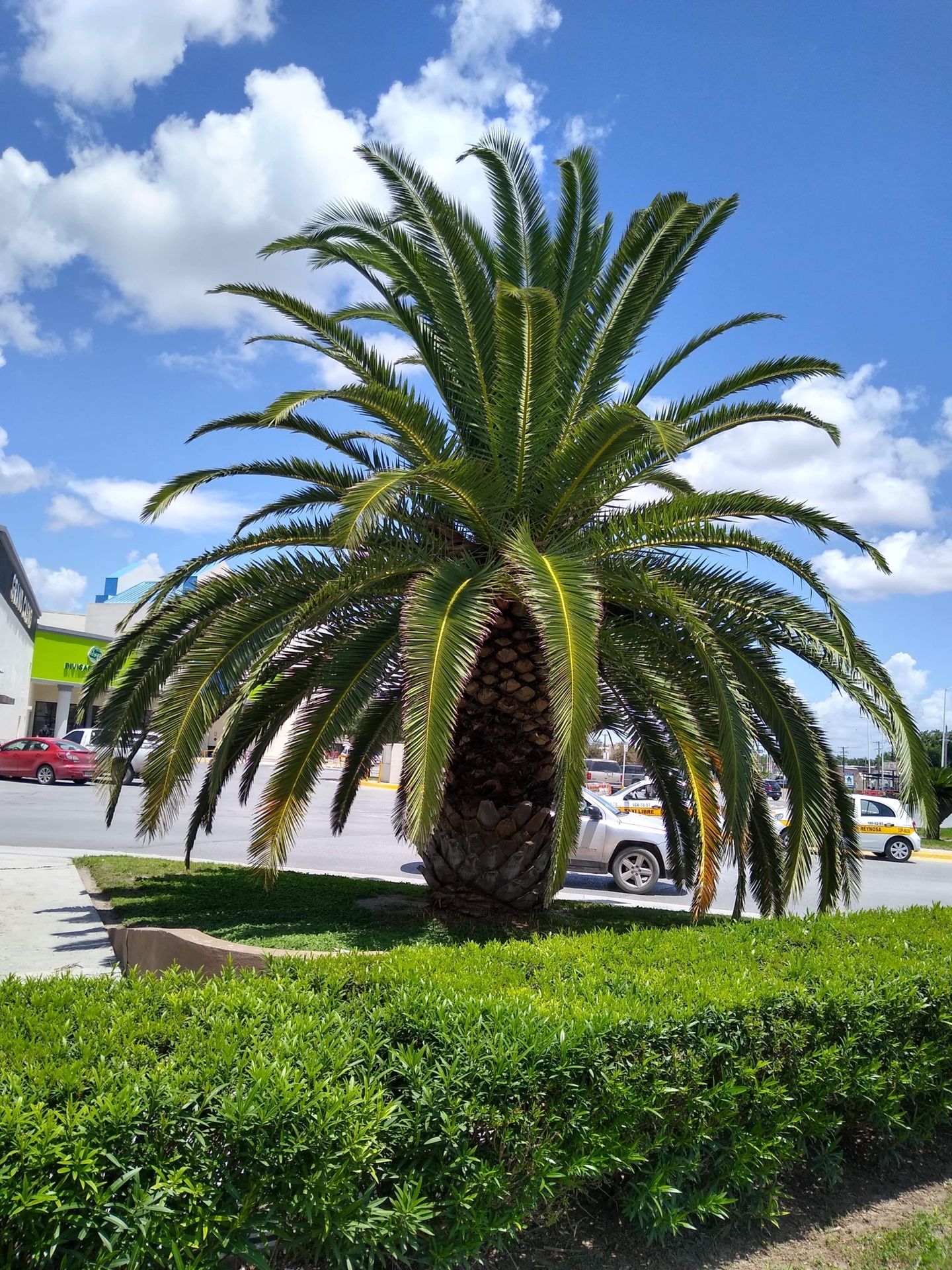 Palm Trees