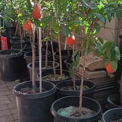 Citrus Trees 
