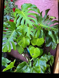 Monstera
