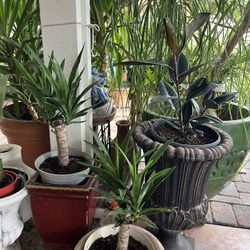 🌵 Stunning House Plants, Cacti & Succulents - From $5! 🌿 📍 Near Tropicana & Jones, Las Vegas, NV 💸 Prices: Starting at just $5! Small plants from 
