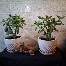 Jade Plant
