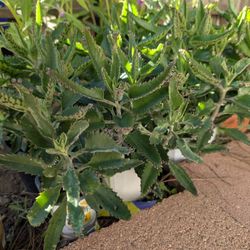 Mother Of Thousand Kalanchoe 