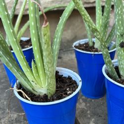 Aloe plants