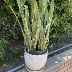 Ceramic Pot And Plant Includes Tall 