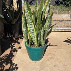 Snake Plant 