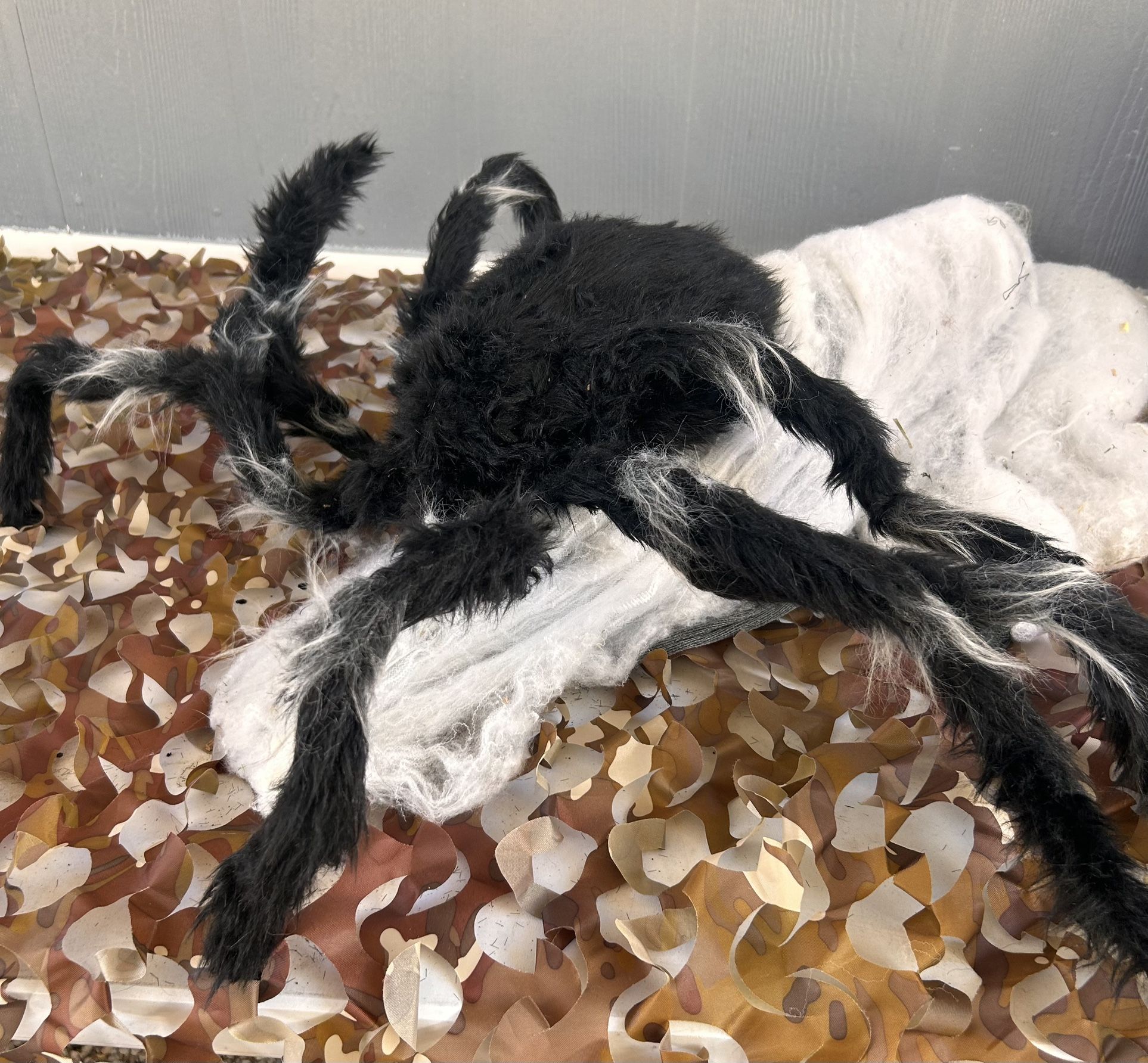 Jumping Spiders 🕷️