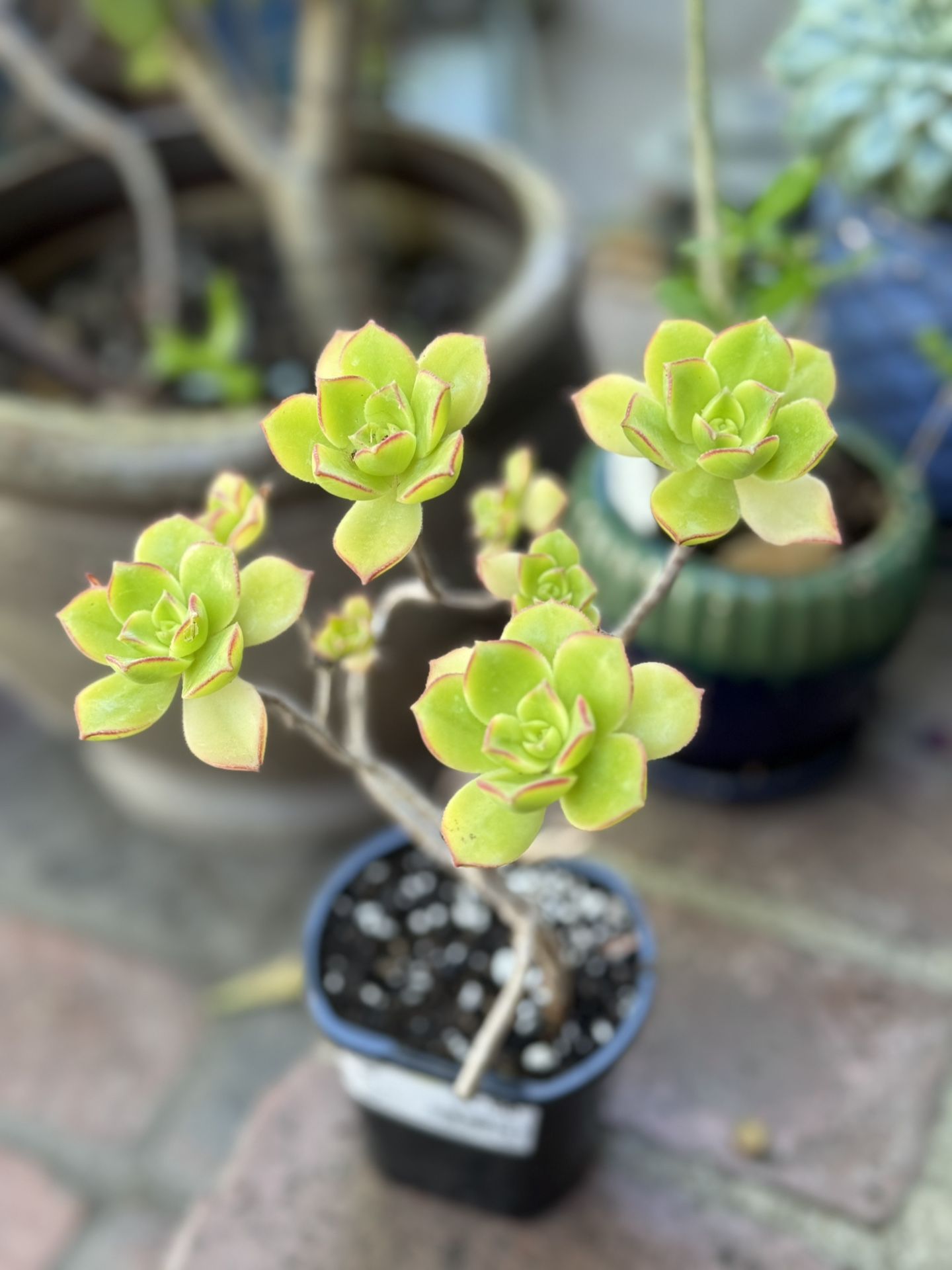 Aeonium kiwi succulent 