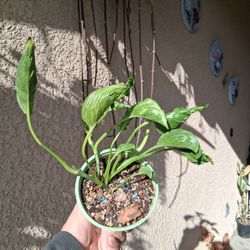 RARE. Pothos SHANGRI-LA Plant $18