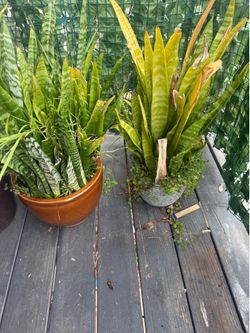 Sturdy Snake Plants, outdoor hearty!