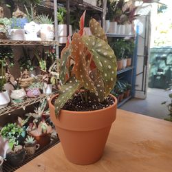 Begonia Polka Dots