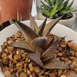 Haworthia Venosa Tessellata Plant
