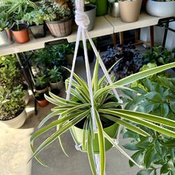 Spider 🕷️ Plants 