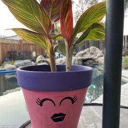 Painted Terra Cotta 7” Pot With Plant