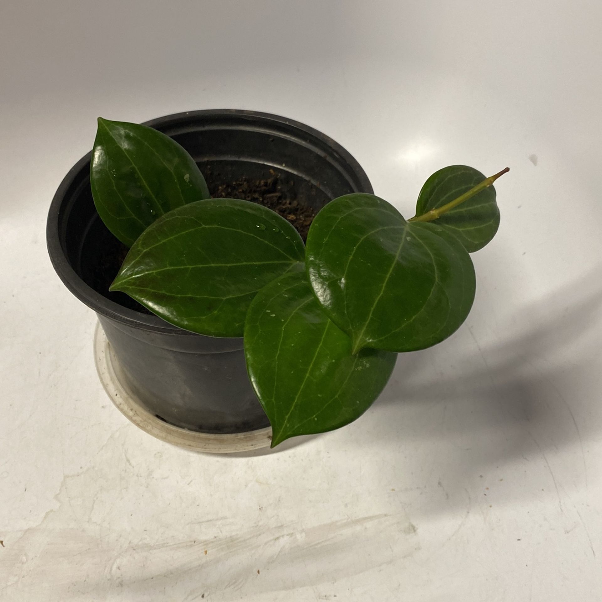Healthy Green Hoya Merillii Plant With The Pot