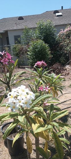 Plumeriaz plumeria or frangipani