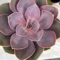 Echeveria Succulent Plant Planta Suculenta