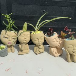 small succulent arrangements $3 each