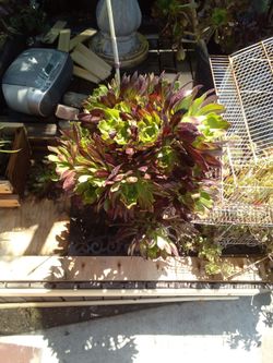 Succulent plant